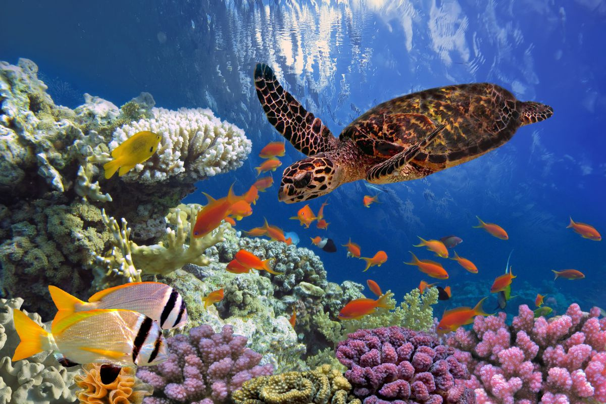 Biển là một môi trường sống rộng lớn cho rất nhiều loài sinh vật